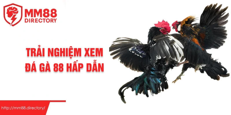 Trải nghiệm xem đá gà 88 hấp dẫn